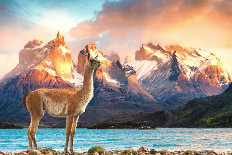 5 Amazing Photos Of Wildlife In Torres Del Paine National Park We Can t 5 Amazing Photos Of Wildlife In Torres Del Paine National Park We Can t