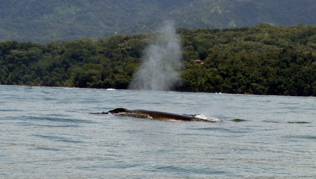 Costa Rica whale