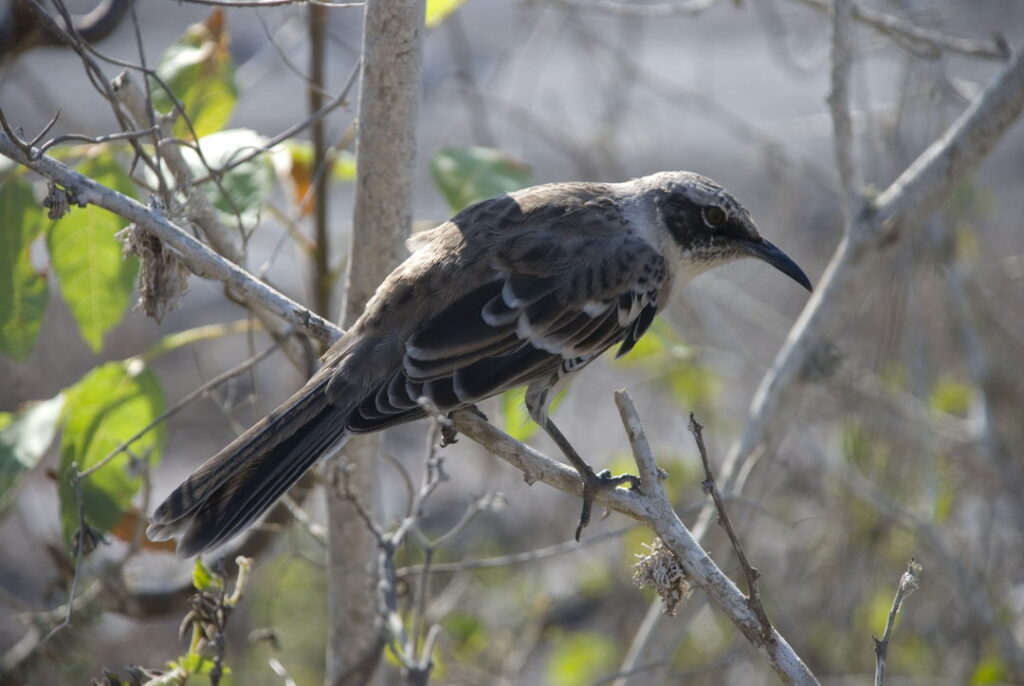 Galapagos Mockingbird