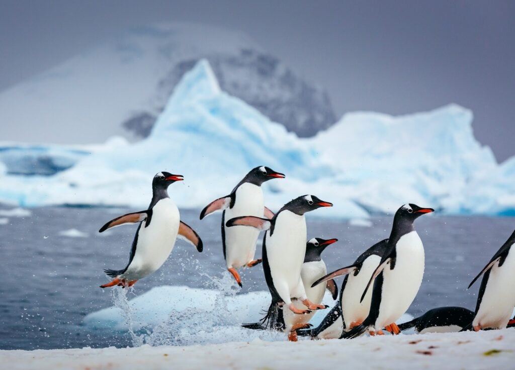 Antarctica gentoo penguins arriving