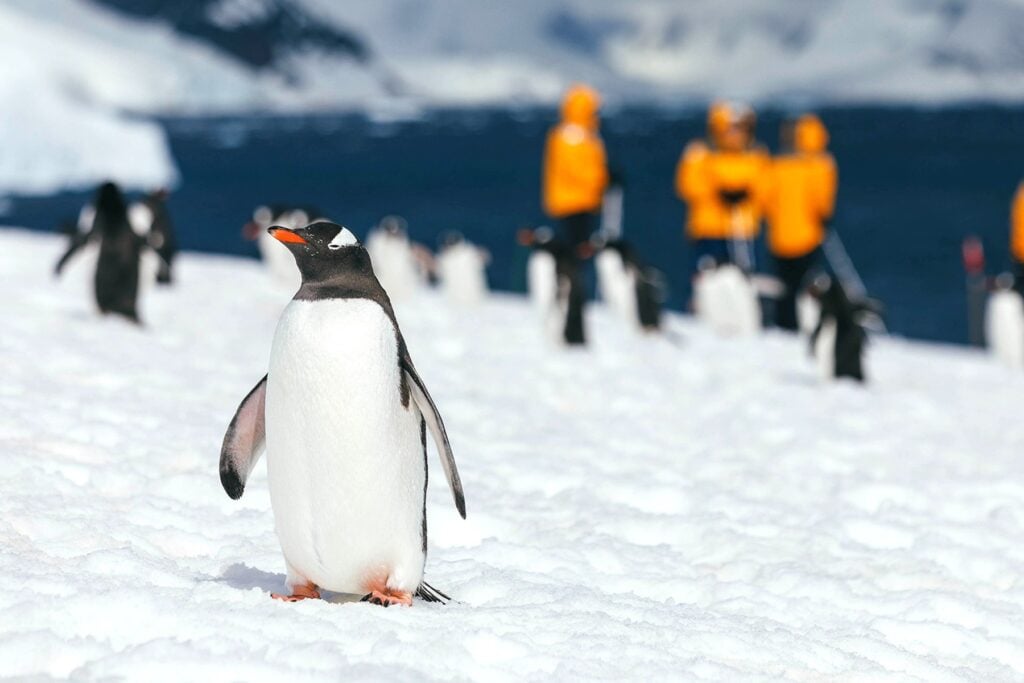 South Georgia gentoo