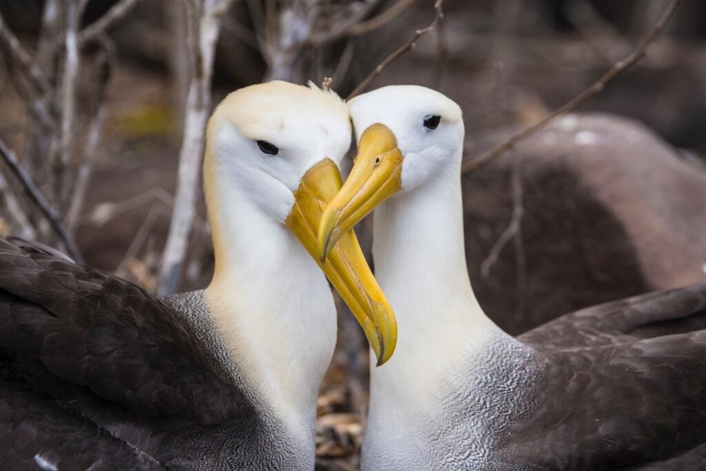 Waved albatross (Phoebastria irrorata)