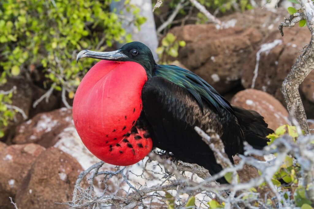Galapagos-Frigatebirds