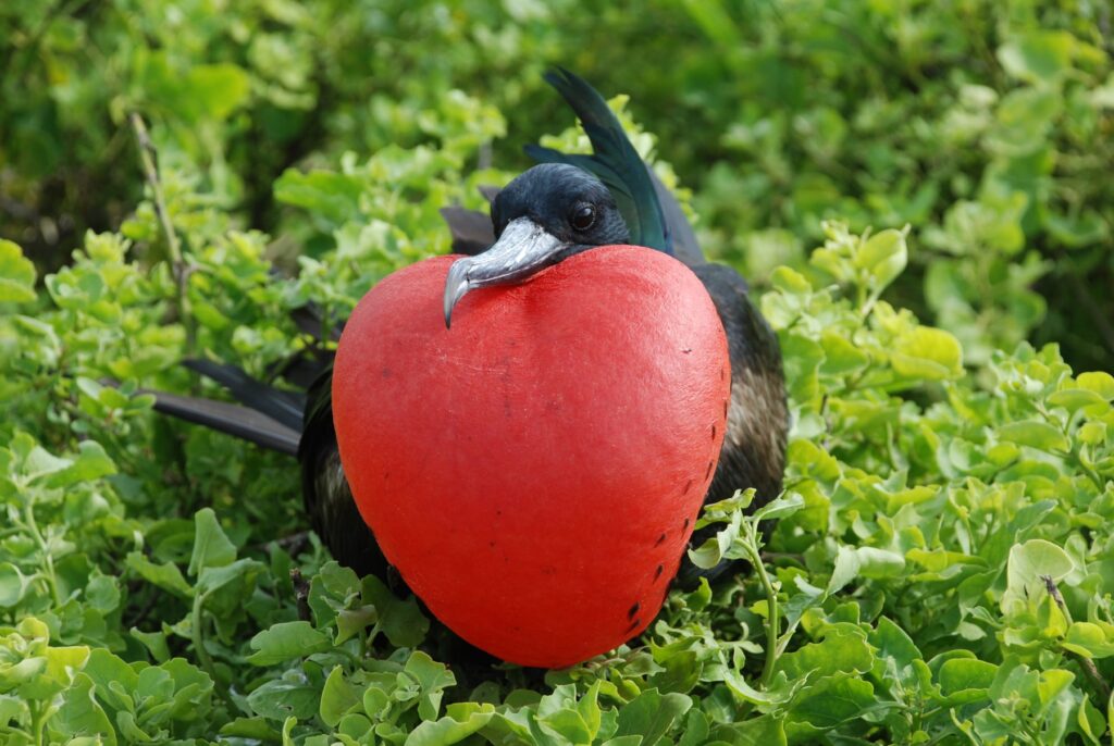 Galapagos frigate bird