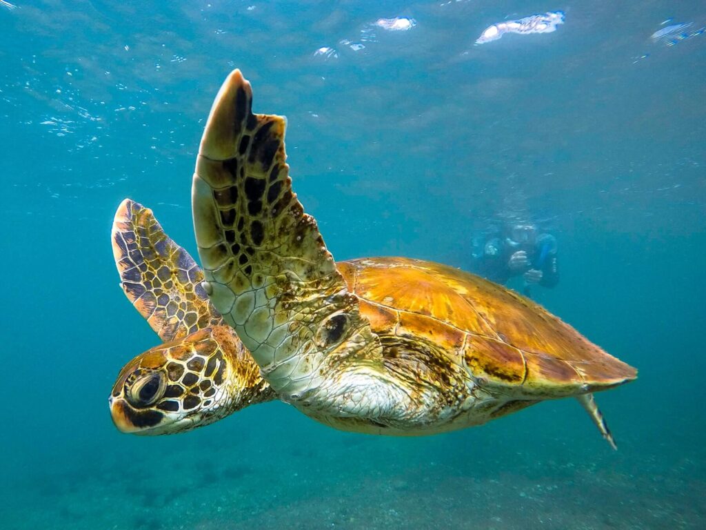 Galapagos Marine Turtle