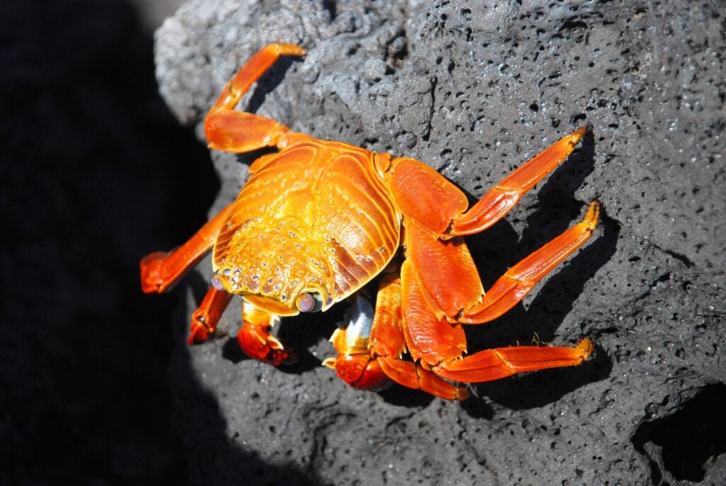 Galapagos Santiago & North crab