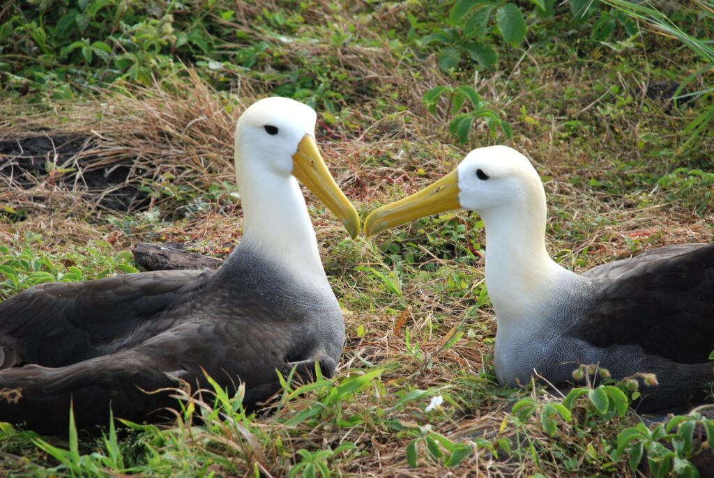 Waved albatross (Phoebastria irrorata)
