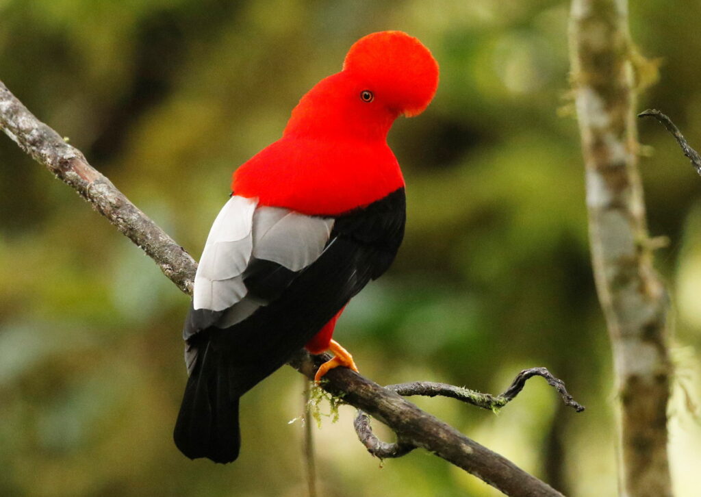 Cock of the Rock