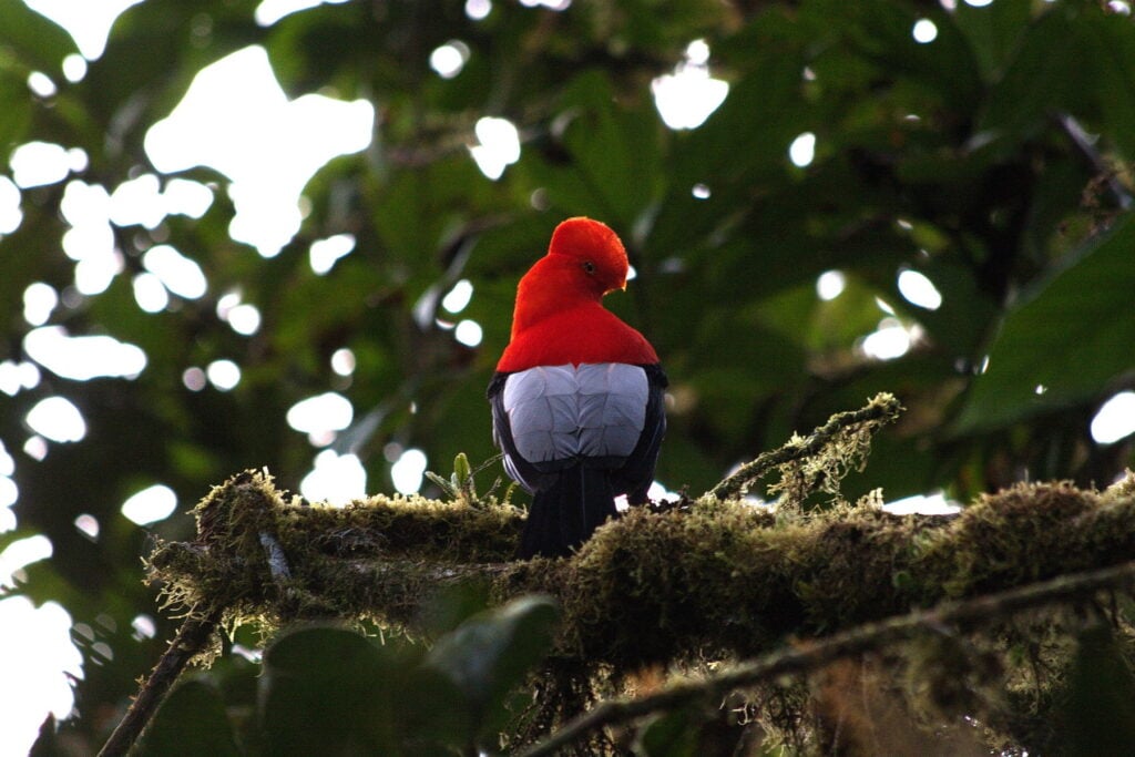 Cock-of-the-rock-Ecuador