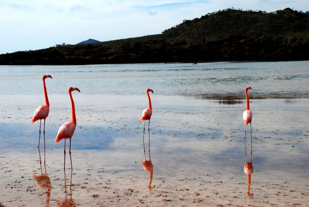 Floreana island galapagos flamingos