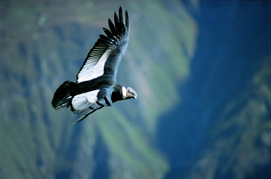 Condor in flight